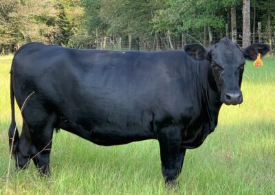 About Cobb Ranch - C-K Cattle - Black Angus Cattle